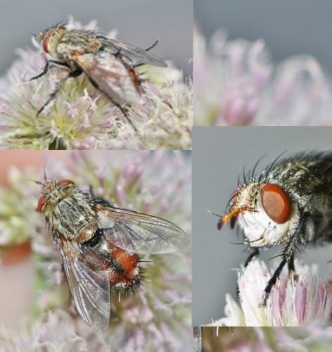 Peleteria iavana